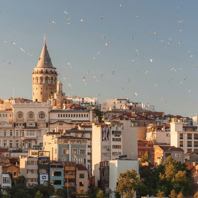 aerial view of buildings and flying birds